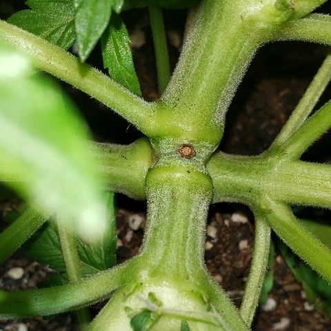 London Cheese XXL Auto growlog timeline photo