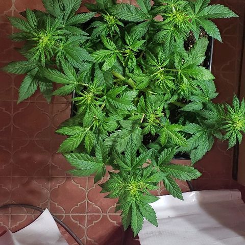 London Cheese XXL Auto growlog timeline photo