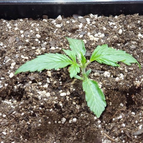 Moby-D XXL Auto growlog timeline photo