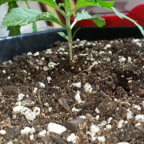 Moby-D XXL Auto growlog timeline photo