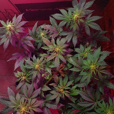 London Cheese XXL Auto growlog timeline photo