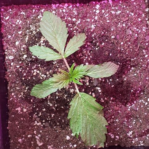 Moby-D XXL Auto growlog timeline photo