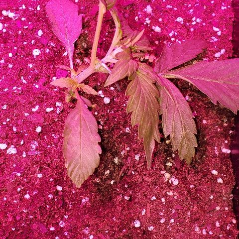 Moby-D XXL Auto growlog photo: Se realizó la técnica LST el día de hoy