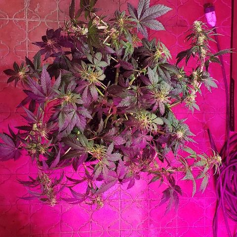 London Cheese XXL Auto growlog photo: Hoy se le ataron las ramas para continuar (tarde) LST