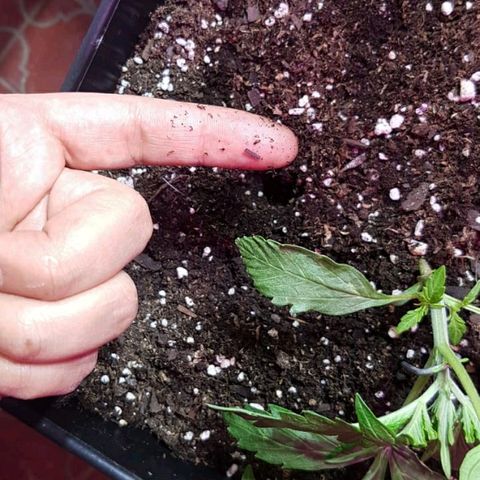 Moby-D XXL Auto growlog timeline photo