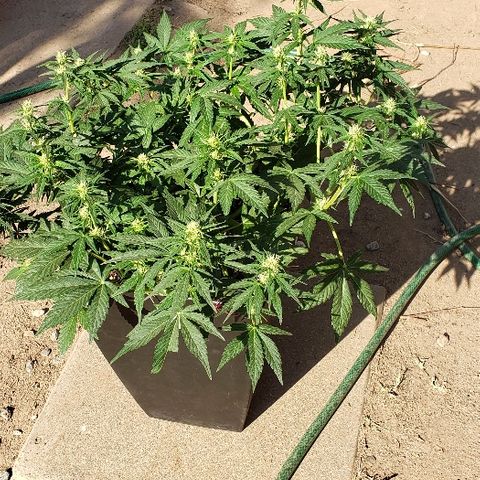London Cheese XXL Auto growlog timeline photo