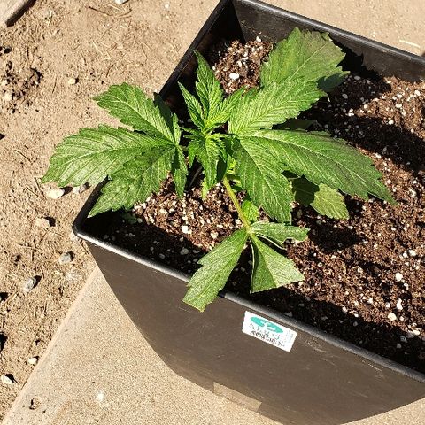 Moby-D XXL Auto growlog timeline photo
