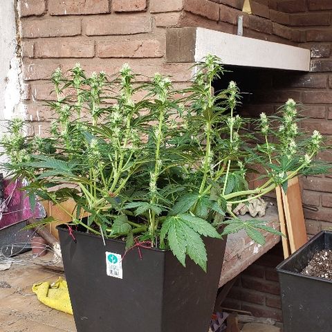London Cheese XXL Auto growlog timeline photo