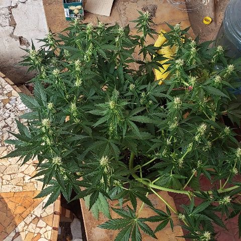 London Cheese XXL Auto growlog timeline photo