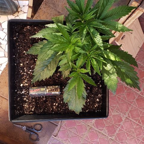 Moby-D XXL Auto growlog timeline photo