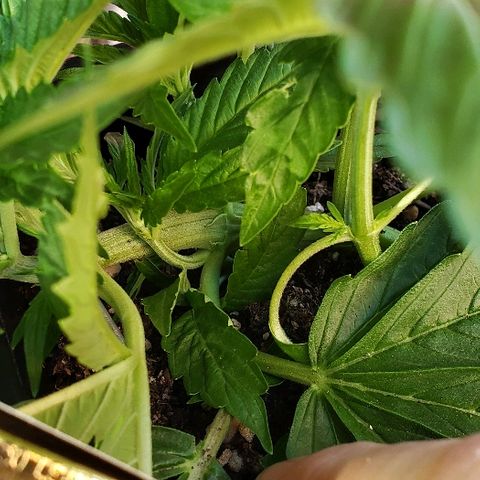 Moby-D XXL Auto growlog timeline photo