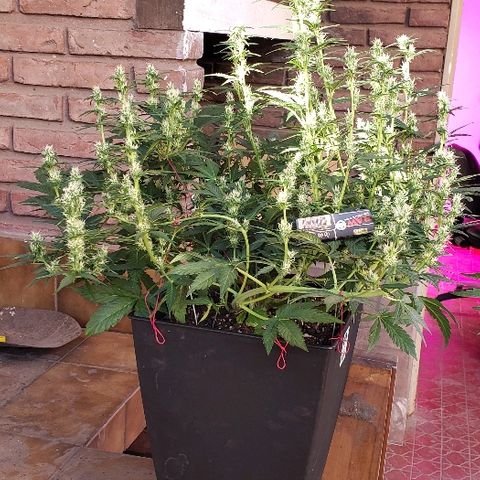 London Cheese XXL Auto growlog timeline photo