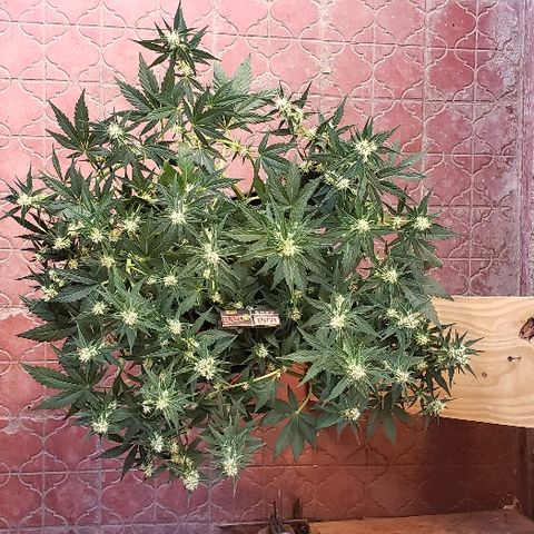 London Cheese XXL Auto growlog timeline photo