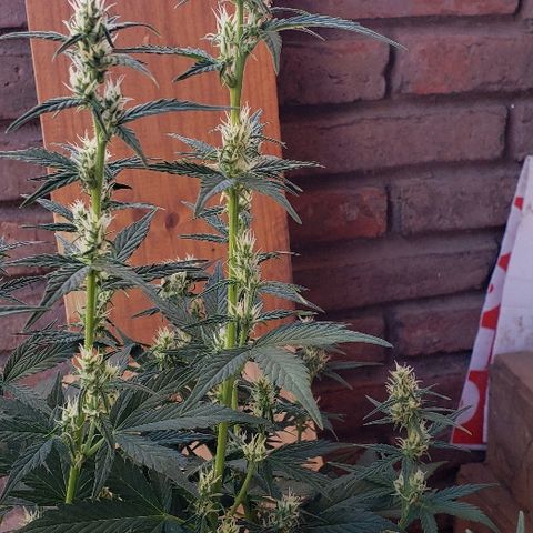 London Cheese XXL Auto growlog timeline photo