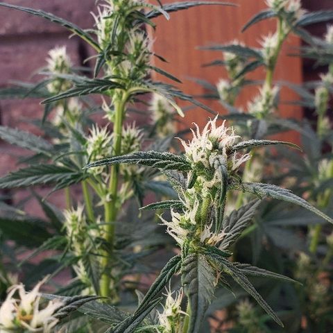 London Cheese XXL Auto growlog timeline photo
