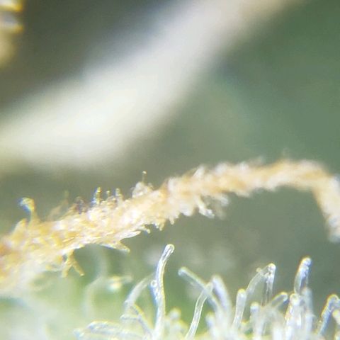 London Cheese XXL Auto growlog timeline photo
