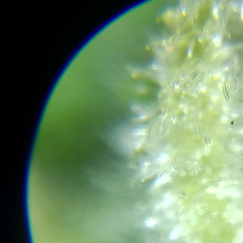 London Cheese XXL Auto growlog timeline photo