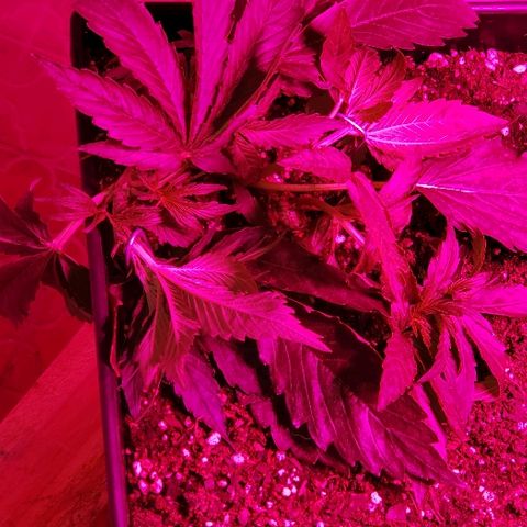 Moby-D XXL Auto growlog timeline photo