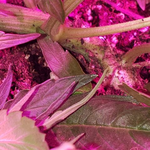 Moby-D XXL Auto growlog timeline photo