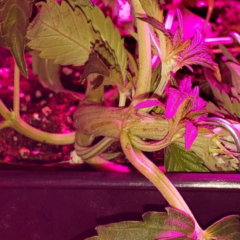Moby-D XXL Auto growlog timeline photo