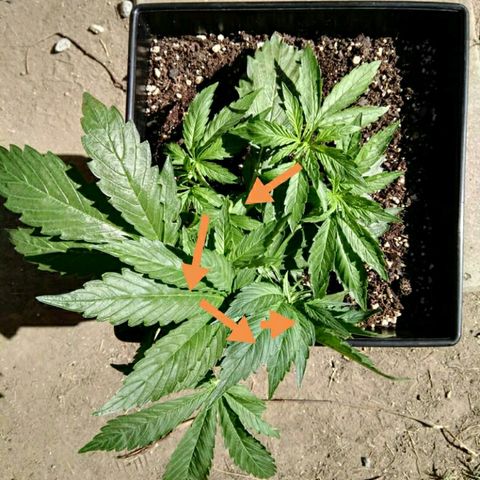 Moby-D XXL Auto growlog timeline photo