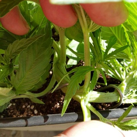 Moby-D XXL Auto growlog timeline photo