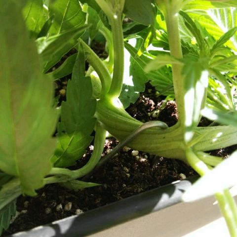 Moby-D XXL Auto growlog timeline photo