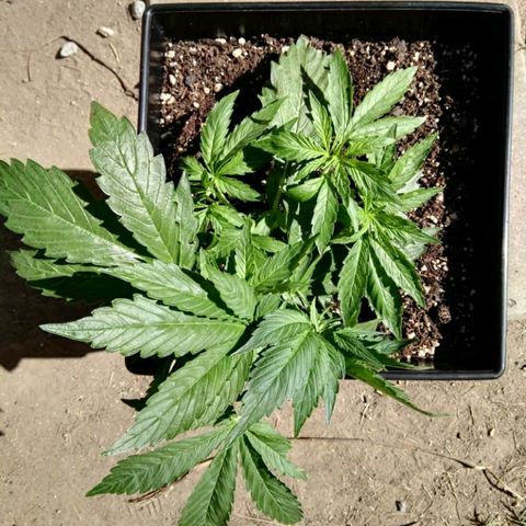 Moby-D XXL Auto growlog timeline photo