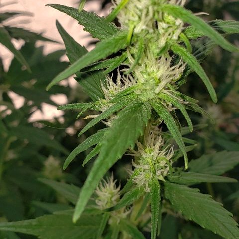 London Cheese XXL Auto growlog timeline photo