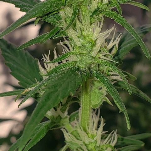 London Cheese XXL Auto growlog timeline photo
