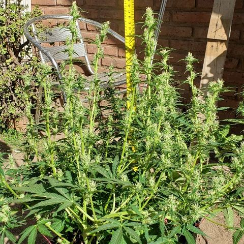 London Cheese XXL Auto growlog timeline photo