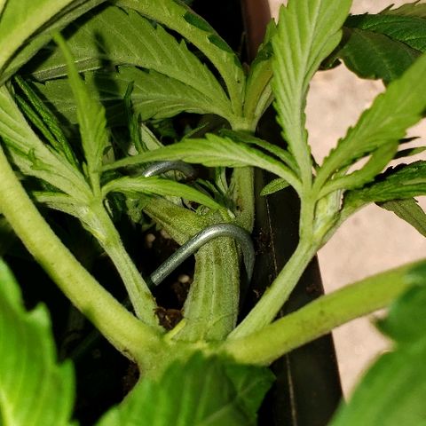 Moby-D XXL Auto growlog timeline photo