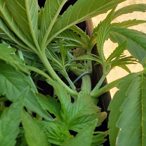 Moby-D XXL Auto growlog timeline photo