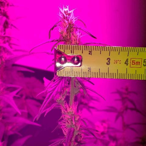 London Cheese XXL Auto growlog timeline photo