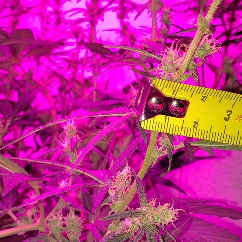 London Cheese XXL Auto growlog timeline photo