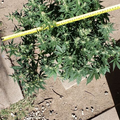 London Cheese XXL Auto growlog timeline photo