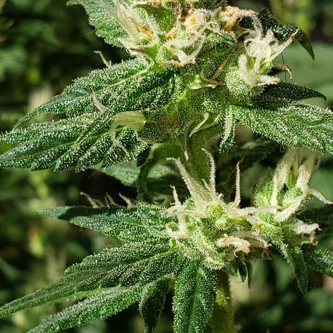 London Cheese XXL Auto growlog timeline photo