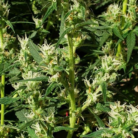 London Cheese XXL Auto growlog timeline photo