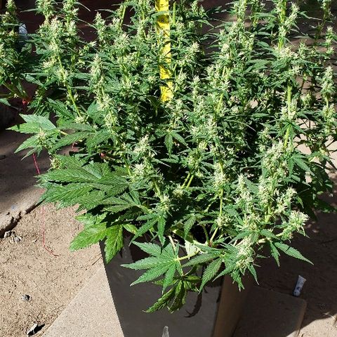London Cheese XXL Auto growlog timeline photo
