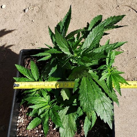Moby-D XXL Auto growlog timeline photo