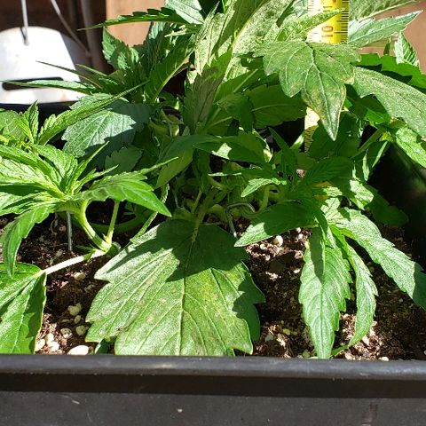 Moby-D XXL Auto growlog timeline photo