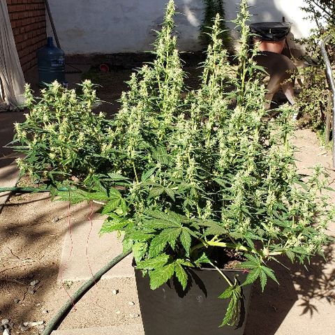 London Cheese XXL Auto growlog timeline photo