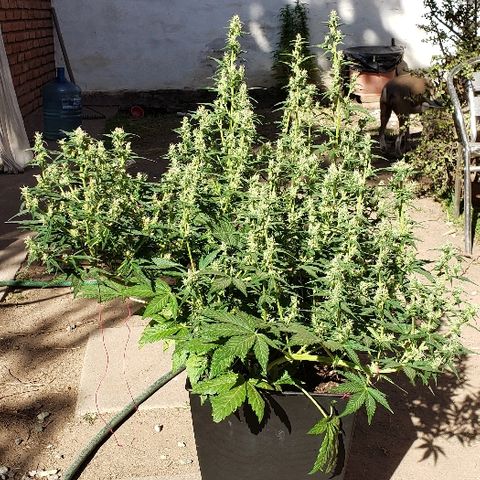 London Cheese XXL Auto growlog timeline photo