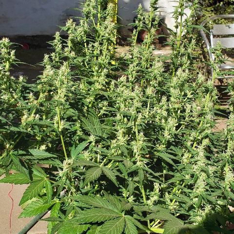 London Cheese XXL Auto growlog timeline photo