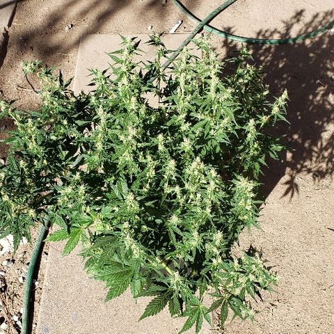 London Cheese XXL Auto growlog timeline photo