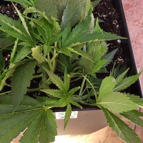 Moby-D XXL Auto growlog timeline photo
