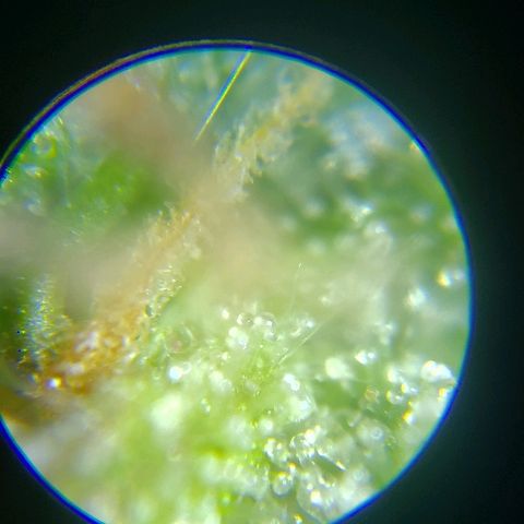 London Cheese XXL Auto growlog timeline photo