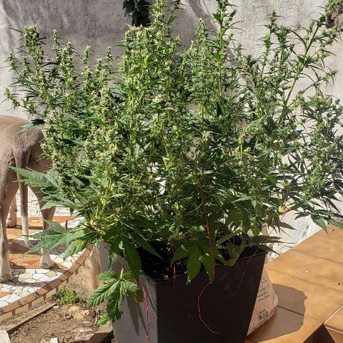 London Cheese XXL Auto growlog timeline photo