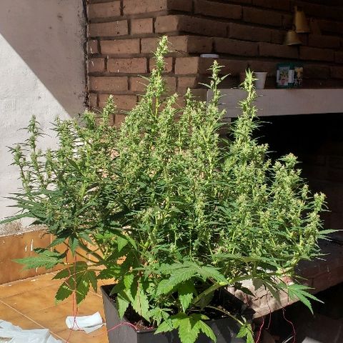 London Cheese XXL Auto growlog timeline photo