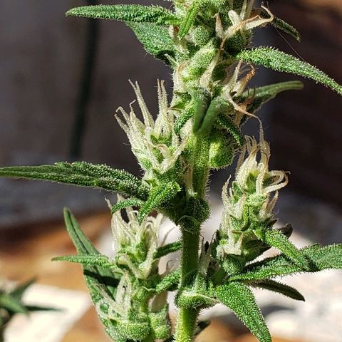 London Cheese XXL Auto growlog timeline photo